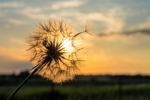Dandelion seedhead at golden sunset representing guided meditation