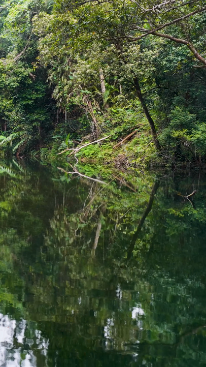 Calm river with forest reflection representing mindfulness coaching